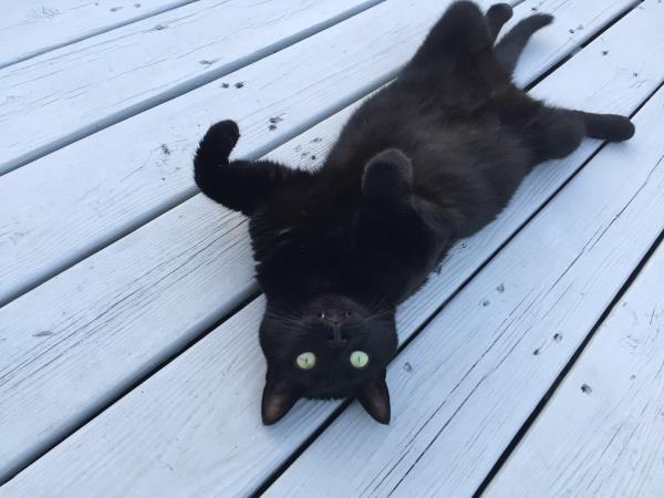 /Images/uploads/Humane Rescue Alliance/HRACalendarPhotoContest/entries/8510thumb.jpg